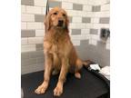 Adopt Baron a Red/Golden/Orange/Chestnut Golden Retriever / Mixed dog in San