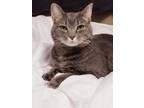 Adopt Steel- at SPCA - Bonded to Flint a Gray or Blue Domestic Shorthair /