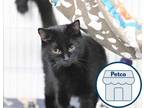 Adopt Harlow A All Black Domestic Mediumhair / Domestic Shorthair / Mixed Cat In