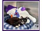 Adopt Drooley a All Black Domestic Shorthair / Domestic Shorthair / Mixed cat in