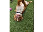 Adopt Ma'am a Red/Golden/Orange/Chestnut Mixed Breed (Medium) / Mixed dog in
