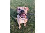 Adopt PACO a American Pit Bull Terrier / Mixed dog in Wintersville
