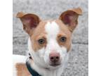 Adopt Humphrey a Tan/Yellow/Fawn - with White Jack Russell Terrier / Rat Terrier