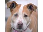 Adopt Leia a Tan/Yellow/Fawn - with White Husky / Labrador Retriever / Mixed dog