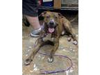 Adopt Roscoe a American Staffordshire Terrier, Mixed Breed