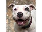 Adopt Lizzie a American Staffordshire Terrier, Mixed Breed