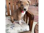 Adopt Frankincense a Pit Bull Terrier, Mixed Breed