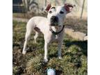 Adopt Nativity a Pit Bull Terrier, Mixed Breed