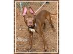 Adopt BILLINGS a Red/Golden/Orange/Chestnut - with White Pit Bull Terrier /