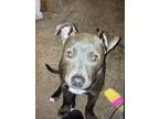 Adopt Tiana a Pit Bull Terrier, American Staffordshire Terrier