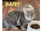 Adopt Daisy a Domestic Short Hair