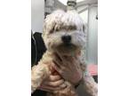 Adopt Cammie a Poodle