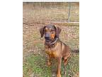 Adopt Beauty a Hound, Black and Tan Coonhound
