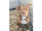 Adopt Mia (Danger of Euthanasia) a Pit Bull Terrier