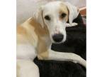 Adopt Juno a Labrador Retriever, Foxhound