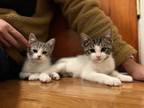Adopt Pomegranate and Lentil a Domestic Short Hair