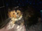 Adopt Mina (super shy but sweet!) a Maine Coon, Calico