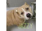 Adopt JAZZY a Pit Bull Terrier