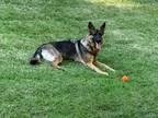 Adopt Nessa a German Shepherd Dog