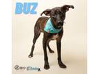 Adopt Buz a Hound, Mixed Breed