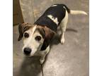 Adopt (Found) Benny a Beagle