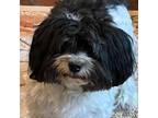 Adopt Brody in MO a Havanese