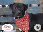 Adopt RICKY a Labrador Retriever, Mixed Breed