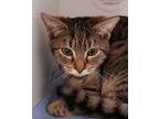 Adopt *Toby a Domestic Short Hair, Tabby