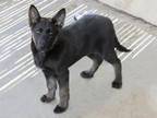 Adopt SHADOW a German Shepherd Dog, Siberian Husky