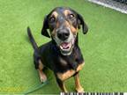 Adopt RUFUS a Black and Tan Coonhound
