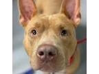 Adopt Muffin a Terrier, American Staffordshire Terrier