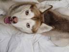 Adopt NIKKI a Siberian Husky