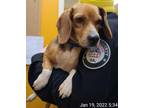 Adopt 22-01-0178 Stella a Beagle