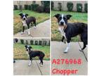 Adopt CHOPPER A Schnauzer, Pit Bull Terrier