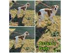 Adopt GRITS A Mixed Breed