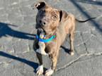 Adopt ANDY a Pit Bull Terrier, Mixed Breed