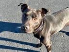 Adopt ELLIS a Pit Bull Terrier, Mixed Breed