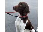 Adopt Charlie a Brittany Spaniel, English Setter