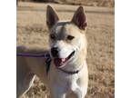 Adopt Trudy a Mixed Breed