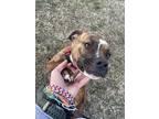 Adopt Tiger a Pit Bull Terrier