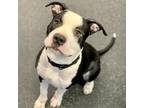 Adopt Ranger a Mixed Breed, American Staffordshire Terrier