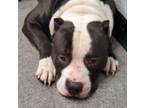 Adopt Ace a Pit Bull Terrier