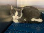 Adopt Timmy Turner a Domestic Short Hair