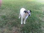 Adopt MOOKIE a Parson Russell Terrier, Jack Russell Terrier