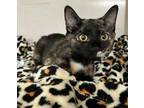 Adopt Leslee and Dasher a Domestic Short Hair