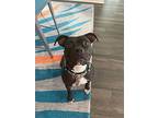 Rosie, Pit Bull Terrier For Adoption In Columbia, Missouri
