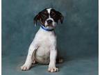 Harley, Staffordshire Bull Terrier For Adoption In Mojave, California