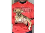 Brownie, Toy Fox Terrier For Adoption In New Philadelphia, Ohio