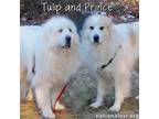 Adopt Tulip & Prince in VT - Gorgeous Bonded Pair! a Great Pyrenees