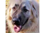 Adopt Watson in GA - Fantastic With All! a Great Pyrenees